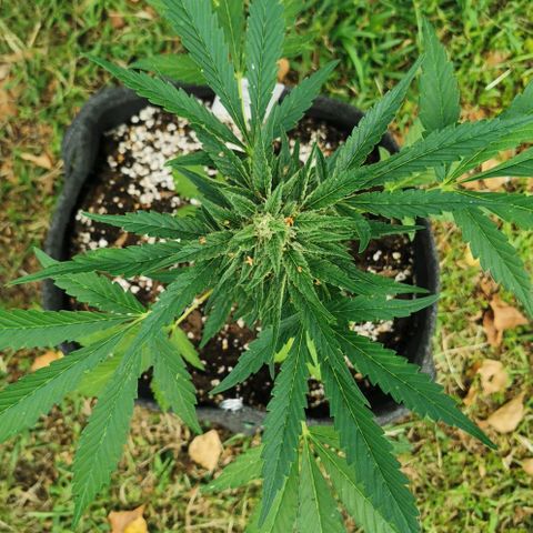 Auto Hindu Kush growlog timeline photo