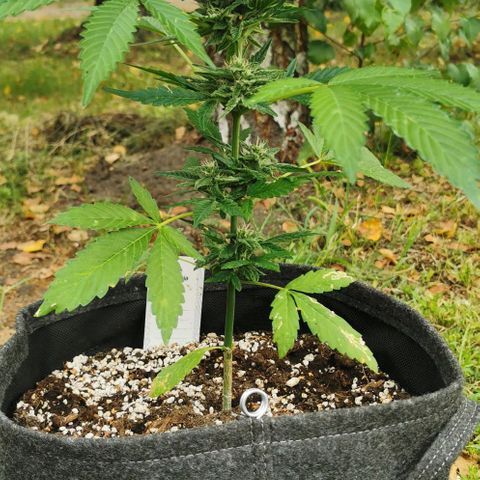 Auto Hindu Kush growlog timeline photo
