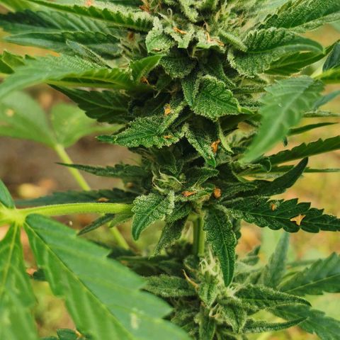 Auto Hindu Kush growlog timeline photo