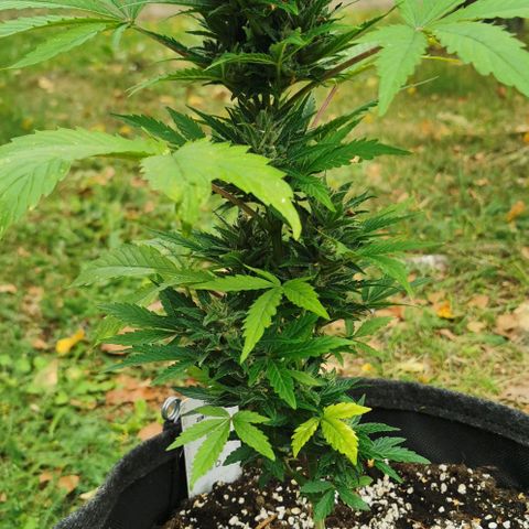 Stress Killer Automatic growlog timeline photo
