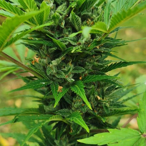 Stress Killer Automatic growlog timeline photo