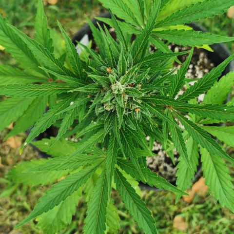 Stress Killer Automatic growlog timeline photo