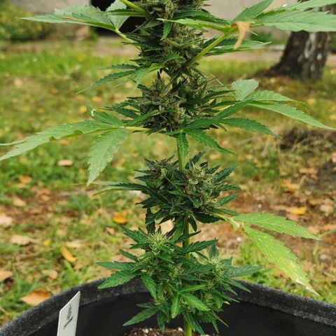 Auto Acid growlog timeline photo