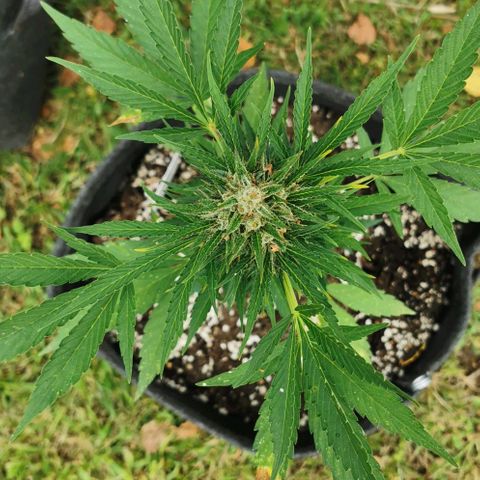 Auto Acid growlog timeline photo