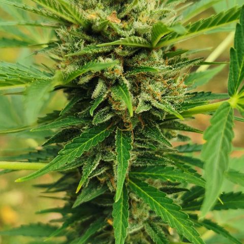 Auto Acid growlog timeline photo