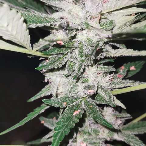 Auto Hindu Kush growlog timeline photo