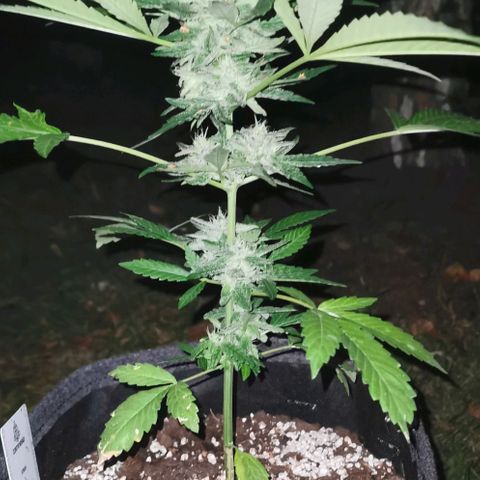 Auto Hindu Kush growlog timeline photo