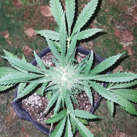 Auto Hindu Kush growlog timeline photo
