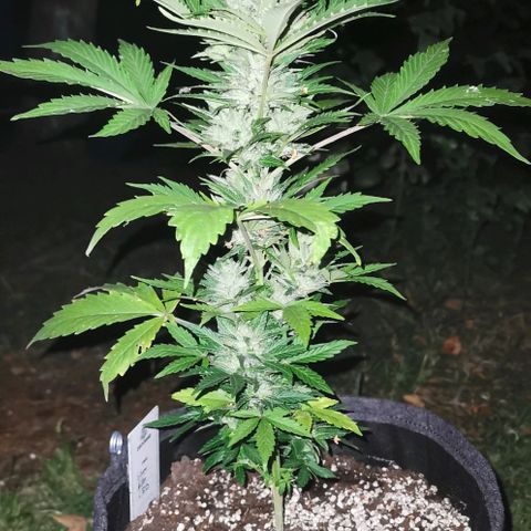 Stress Killer Automatic growlog timeline photo