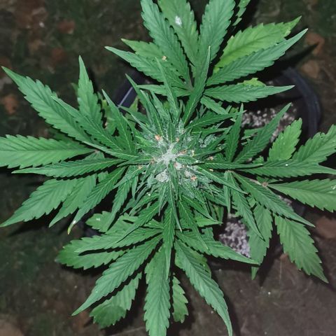 Stress Killer Automatic growlog timeline photo