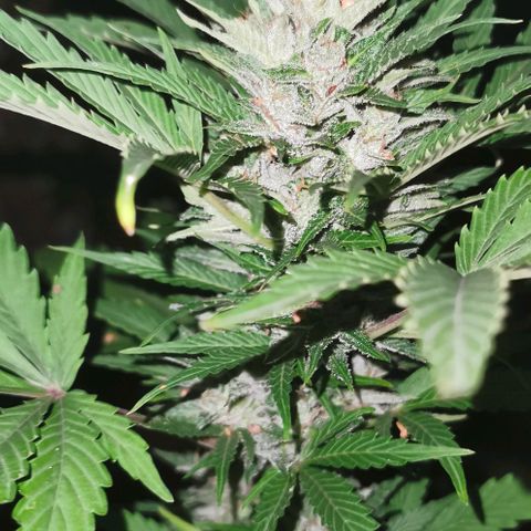 Stress Killer Automatic growlog timeline photo