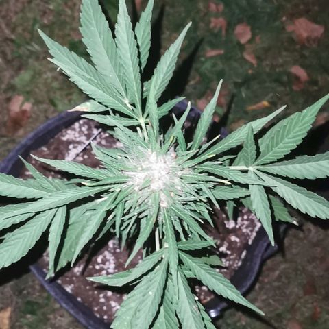 Auto Acid growlog timeline photo