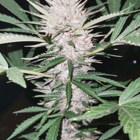 Auto Acid growlog timeline photo