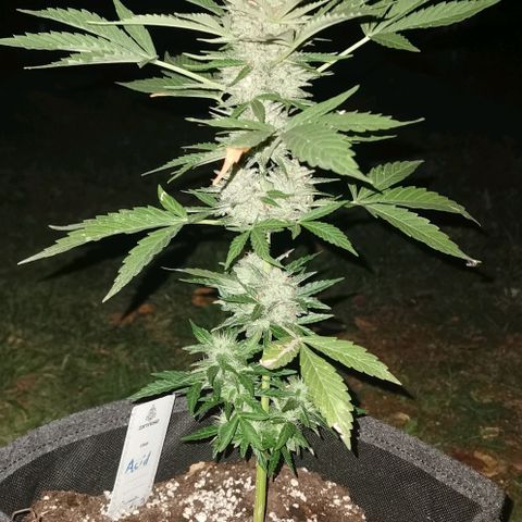 Auto Acid growlog timeline photo