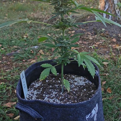 Auto Hindu Kush growlog timeline photo
