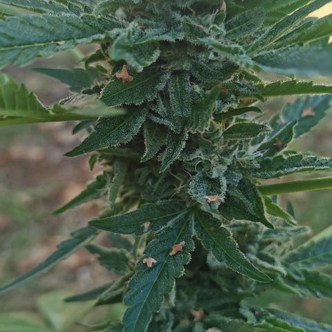 Auto Hindu Kush growlog timeline photo