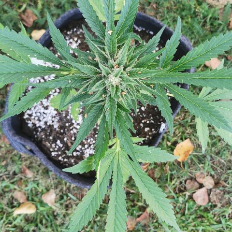 Auto Hindu Kush growlog timeline photo