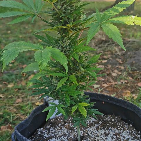 Stress Killer Automatic growlog timeline photo