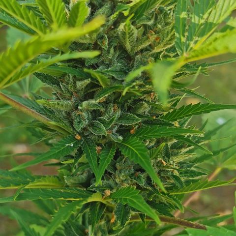 Stress Killer Automatic growlog timeline photo