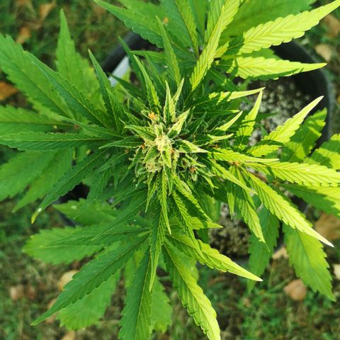 Stress Killer Automatic growlog timeline photo