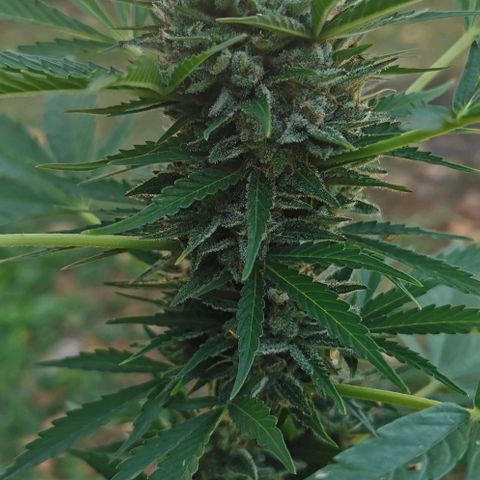 Auto Acid growlog timeline photo
