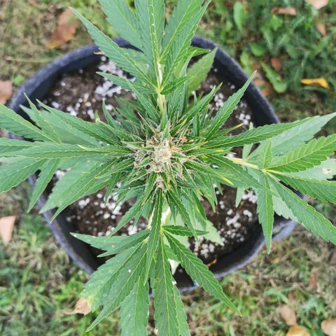 Auto Acid growlog timeline photo