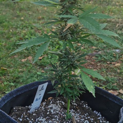 Auto Acid growlog timeline photo