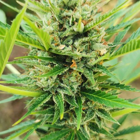 Auto Acid growlog timeline photo