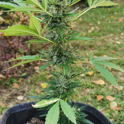 Auto Acid growlog timeline photo