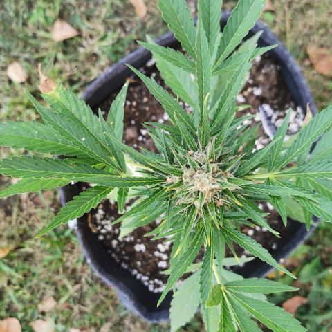 Auto Acid growlog timeline photo