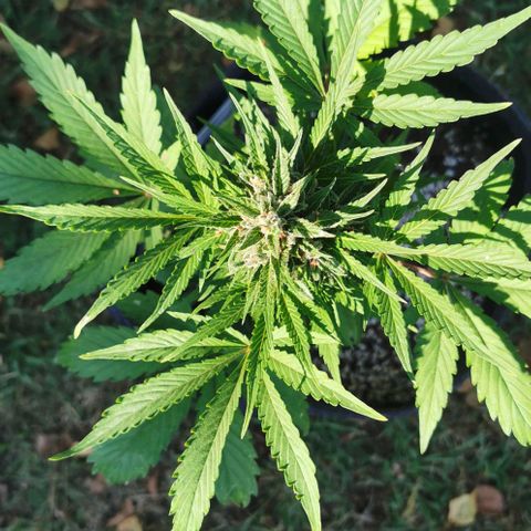 Stress Killer Automatic growlog timeline photo