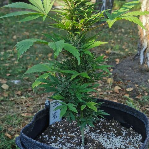 Stress Killer Automatic growlog timeline photo