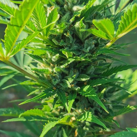 Stress Killer Automatic growlog timeline photo