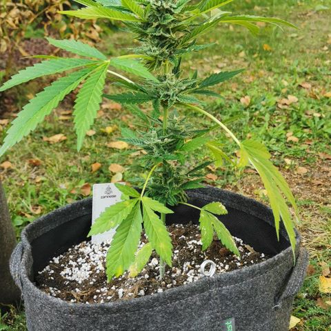 Auto Hindu Kush growlog timeline photo