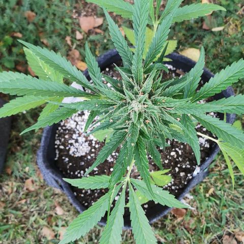 Auto Hindu Kush growlog timeline photo