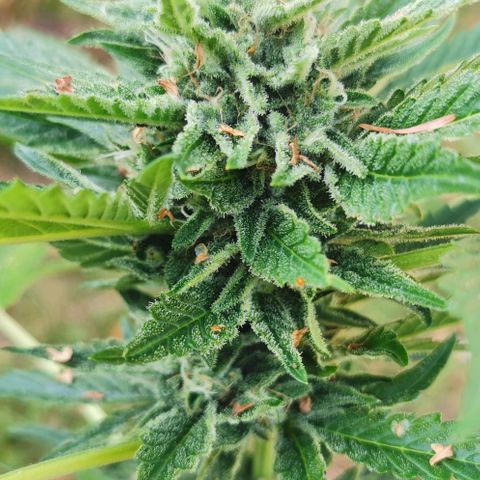 Auto Hindu Kush growlog timeline photo