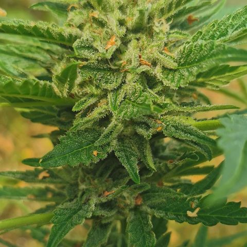 Auto Hindu Kush growlog timeline photo