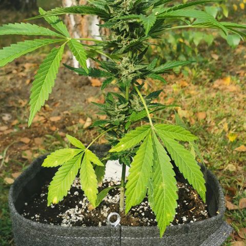 Auto Hindu Kush growlog timeline photo