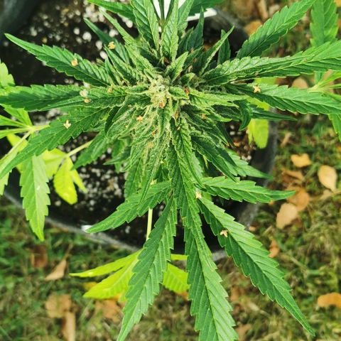 Auto Hindu Kush growlog timeline photo