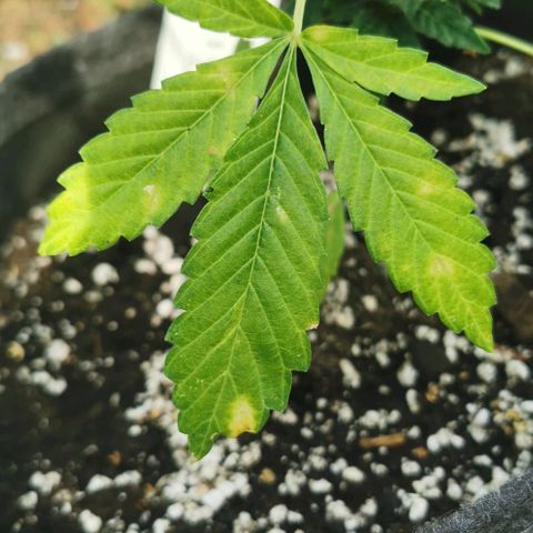 Auto Hindu Kush growlog timeline photo