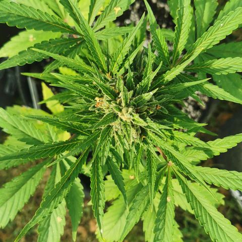 Stress Killer Automatic growlog timeline photo
