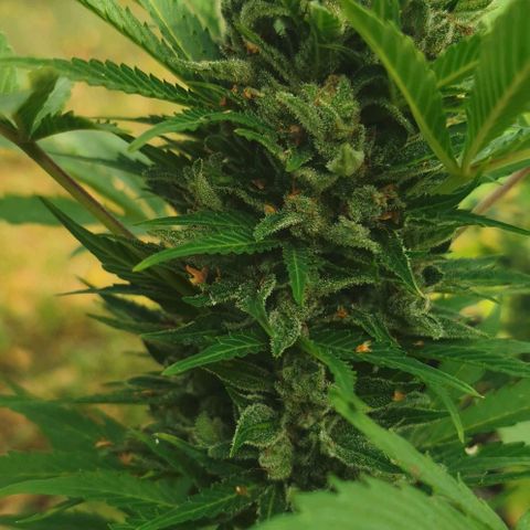 Stress Killer Automatic growlog timeline photo