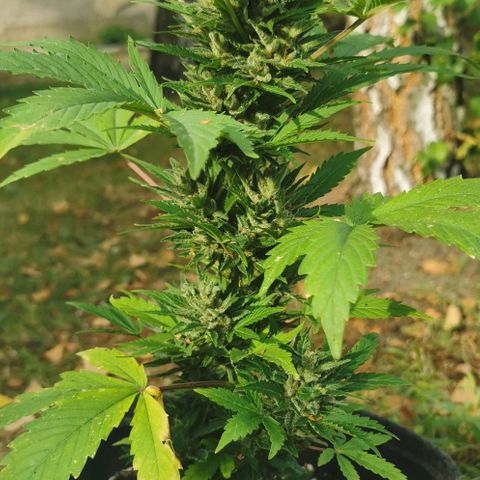 Stress Killer Automatic growlog timeline photo