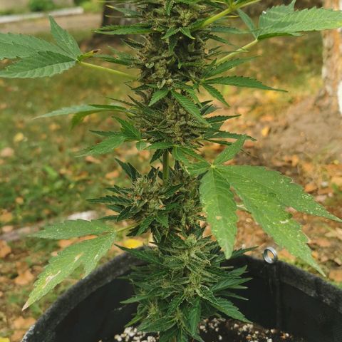 Auto Acid growlog timeline photo