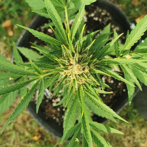 Auto Acid growlog timeline photo