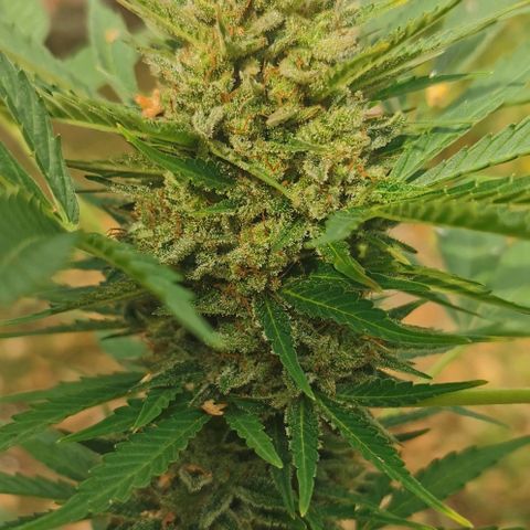 Auto Acid growlog timeline photo