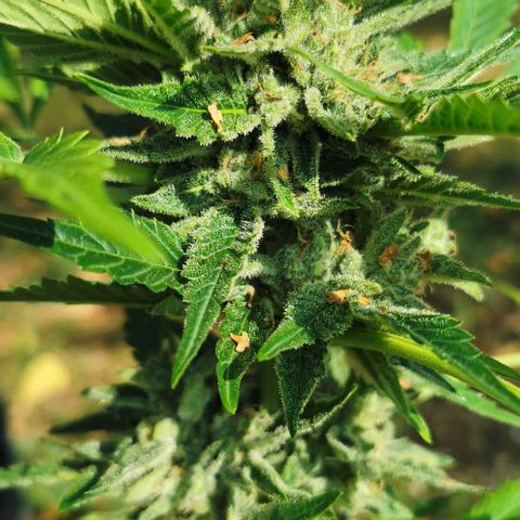 Auto Hindu Kush growlog timeline photo