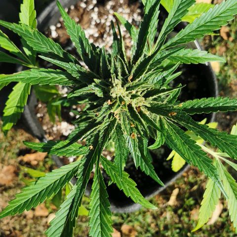 Auto Hindu Kush growlog timeline photo