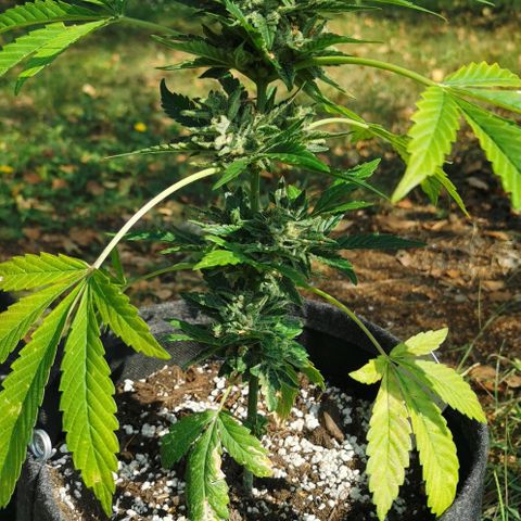 Auto Hindu Kush growlog timeline photo