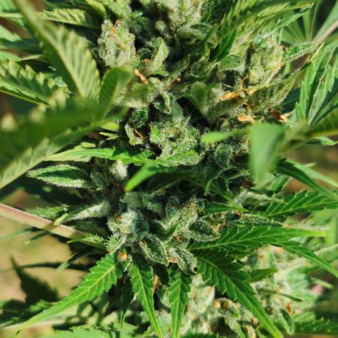 Stress Killer Automatic growlog timeline photo